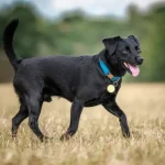 Patterdale Terrier Dog Breed