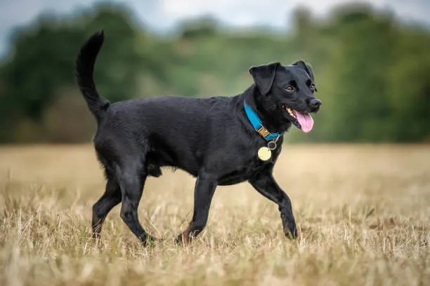 Patterdale Terrier Dog Breed