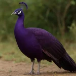 Purple Peafowl