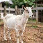 Abergelle Goat – Traits, Origin, Temperament & Complete Breed Care Guide An alert Abergelle goat standing in a fenced farm yard under natural daylight.