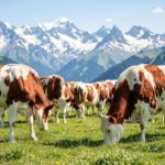 Abondance cattle grazing on an alpine pasture with mountains in the background