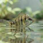 African butterflyfish near the water surface in a calm freshwater aquarium, poised to catch floating food