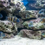 Lake Malawi mbuna cichlids swimming around stacked rocks in a well-structured aquarium with multiple territories