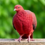 African Owl Pigeon – Rare Color Variations & Complete Breed Guide Close-up of a red African Owl Pigeon with ruffled feathers on a wooden perch