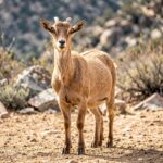 An adult Aljabal Goat standing in a sunlit outdoor pen with rocky mountain terrain and shrubs in the background.
