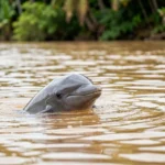 An Amazon River Dolphin with a pink tinted body surfacing in a muddy Amazon river with tropical vegetation in the background.