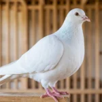 American Giant Homer pigeon standing on a wooden perch in a loft.