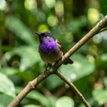 Amethyst Woodstar – Sparkling Hummer of the Tropics & Complete Breed Guide Close up of an Amethyst Woodstar showing a purple gorget perched in the Amazon forest