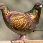 An Archangel pigeon with iridescent bronze and gold feathers standing on a wooden perch.