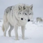 Arctic Wolf Breed Facts And Adaptations – White Coat, Pack Behavior & Complete Guide An arctic wolf with a thick white coat standing on snowy tundra with other wolves in the distance.