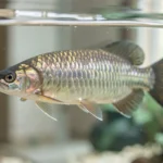 An adult Asian arowana swimming near the surface in a clean aquarium under natural room light
