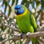 Australian Ringneck Parrot perched on a eucalyptus branch in natural habitat