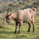A Balkan goat browsing on grass in a rural pasture with hills and fencing in the background.
