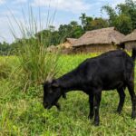 Bengal Goat – Traits, Care, Temperament & Complete Breed Guide bengal-goat