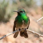 Berylline Hummingbird – Mexican Jewel in the US & Complete Hummingbird Breed Guide Close up of a Berylline Hummingbird perched on a branch in a sunlit desert garden