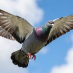Birmingham Roller pigeon performing a backward tumbling somersault in flight against a blue sky with clouds.