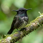 Male Black-Bellied Hummingbird perched on a branch in a Mexican Pacific slope forest