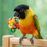 Black Headed Caique parrot playing with a colorful toy on a wooden perch