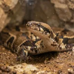 Blood Python – Size, Temperament, Enclosure, Feeding & Common Health Issues Guide A blood python resting in a warm hide with its head slightly raised inside an indoor enclosure.