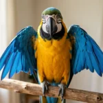 Blue and Gold Macaw perched on a wooden branch in a sunlit room, showing its blue wings and golden chest.