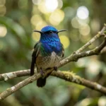 Blue-Capped Hummingbird – Rare Bolivian Endemic Species & Complete Breed Guide Blue-Capped Hummingbird perched on a branch in a Bolivian cloud forest with a vivid blue crown