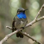 Blue-throated Hummingbird Large And Loud Species – Complete Breed Guide Blue-throated Hummingbird perched on a branch showing its blue throat in a lush forest setting.