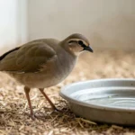 A Bohm francolin standing beside a shallow water dish in an indoor enclosure.