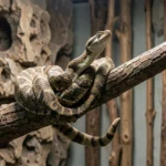 Boiga Tree Snake – Care, Diet, Enclosure & Venom Guide For Advanced Keepers A Boiga tree snake coiled on a branch inside a tall terrarium at night, showing its slender arboreal body and alert head posture.