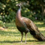 Bronze Peafowl – Care and Identification & Complete Breed Guide Bronze peafowl in a garden setting highlighting bronze plumage and natural surroundings.