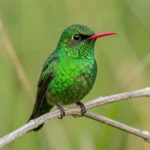 Buff-Bellied Hummingbird – Gulf Coast Resident, Bright Green Plumage & Complete Breed Guide Buff-Bellied Hummingbird perched on a branch in a coastal Texas marsh with bright green plumage and a red bill