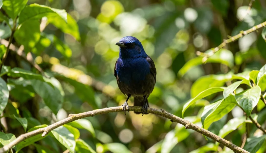 Adult Buff-tailed Coronet perched in an Andean cloud forest with buff tail and emerald body.