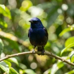 Adult Buff-tailed Coronet perched in an Andean cloud forest with buff tail and emerald body.