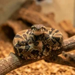 California Kingsnake – Pros and Cons, Temperament, Feeding, and Care Guide A California kingsnake resting in a terrarium with its head raised under warm light