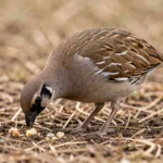 Cape Francolin – Diet In Captivity, Feeding Schedule, Bird Nutrition & Health Care Guide Cape Francolin foraging on the ground with head lowered in a natural outdoor setting.