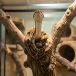 Carpet Python – Morphs, Color Variations, Size, Temperament & Complete Care Guide A carpet python resting on a vertical branch inside a tall reptile enclosure with a warm basking area and hiding spots.