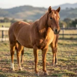 A small Caspian horse stands calmly outdoors in a rural paddock with relaxed ears and a natural coat in warm late-afternoon light.