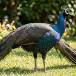Charcoal Peafowl – The Dark Beauty & Complete Breed Guide Charcoal Peafowl standing in a garden exposing dark plumage and iridescent hues