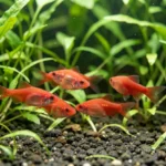 Cherry barb fish with red coloration swimming among plants in a planted freshwater aquarium.