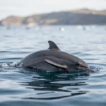 Chilean Dolphin – Size, Behavior, Range & Complete Care Guide A dark Chilean dolphin near the ocean surface in coastal waters with gentle ripples and a distant shoreline.