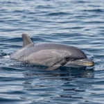 Clymene Dolphin – Traits, Habitat, Behavior & Dolphin Care Guide A Clymene dolphin swims in open Atlantic water with its dorsal fin visible above the surface.