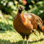 Copper Peafowl – Reddish Metallic Shade & Complete Breed Guide Copper peafowl displaying reddish metallic iridescence in a garden setting