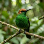 Coppery-headed Emerald – Endemic Hummingbird Of Costa Rica & Complete Breed Guide Male Coppery-headed Emerald perched in a Costa Rica rainforest showing copper crown and green body