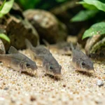 Corydoras catfish foraging on fine sand in a planted aquarium from a low angle view.
