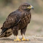 Crowned Eagle Crowned Eagle - Featured Image