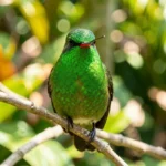 Cuban Emerald – A Caribbean Hummingbird Gem & Complete Breed Guide Close-up of a Cuban Emerald hummingbird perched on a branch in a tropical garden, showing its green body and red bill.