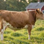 A Dexter cow grazing on a lush green pasture with a farmhouse and fence in the background.