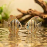 Two discus fish swimming in a warm planted aquarium with gentle water movement and clean tank decor.