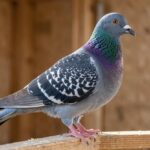 Side profile of a Dragoon pigeon with large head, short curved beak, and blue plumage on a wooden perch in a loft.