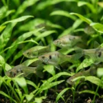 Dwarf gourami fish swimming in a planted nano aquarium with dense green plants and gentle water ambiance.
