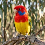 Eastern Rosella parrot perched on a tree branch with red, yellow, blue, and green feathers visible in natural sunlight.